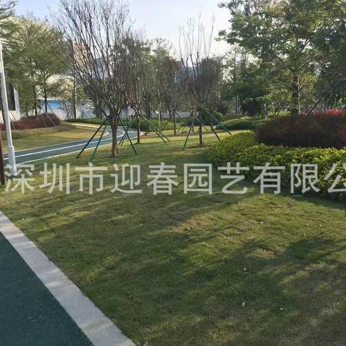 全国大中绿化市政绿化风景树大型工程绿化设计施工安装厂家