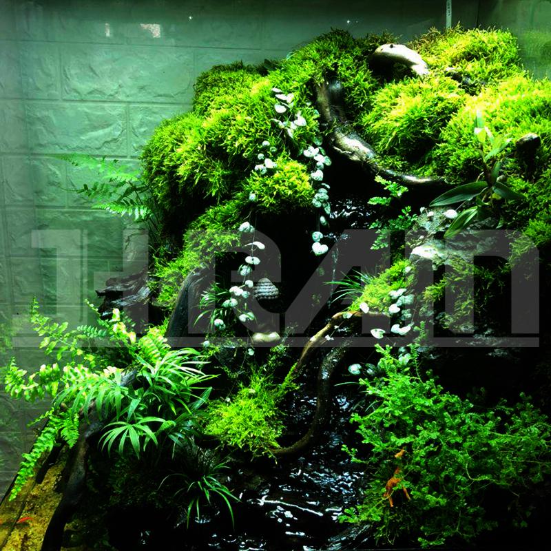 雨林缸水陆缸微景观苔藓小灰藓短绒藓青藓蒲灯藓大羽藓星星藓
