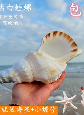 天然超特大海螺可吹响号角螺大白蛙螺大贝壳海星鱼缸造景珊瑚摆件