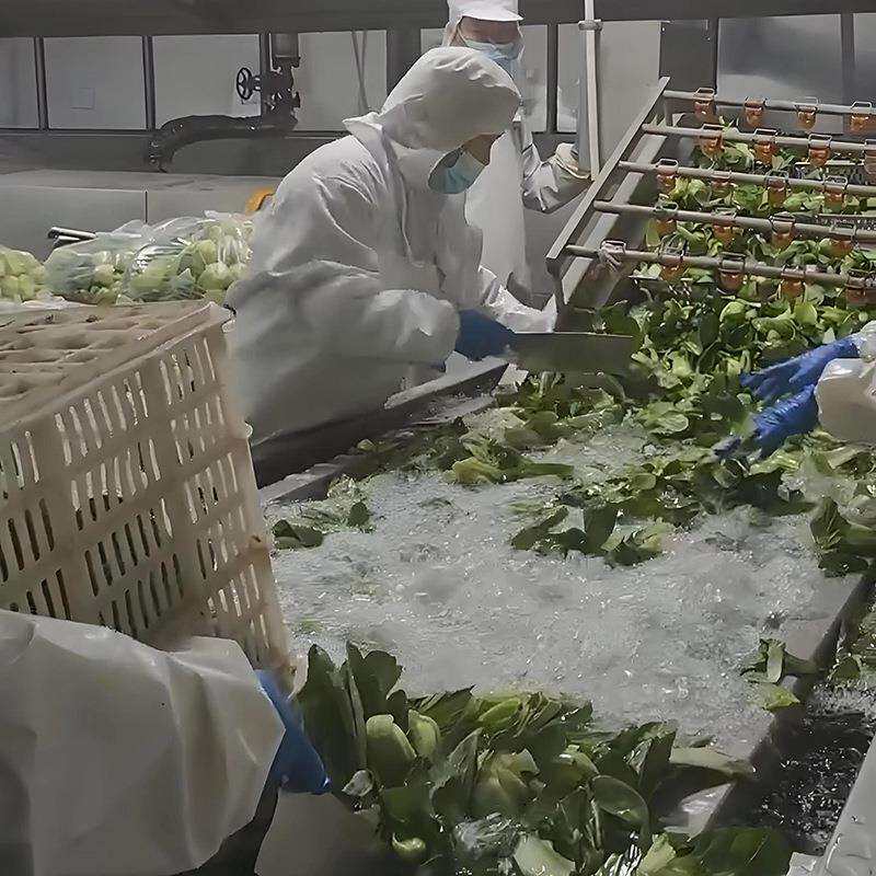 青菜香菇米线漂烫杀青机漂烫杀青连续脱水流水线西红柿漂烫杀青机