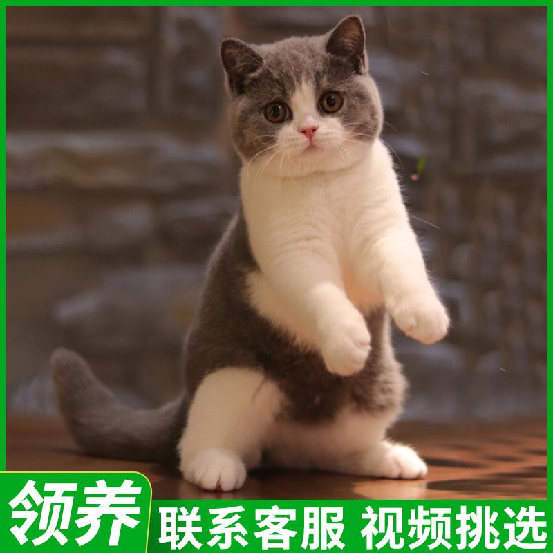 猫咪活物宠物幼猫暹罗金银渐层布偶猫猫英短橘猫幼崽美短小猫蓝猫 宠物/宠物食品及用品 猫咪 原图主图