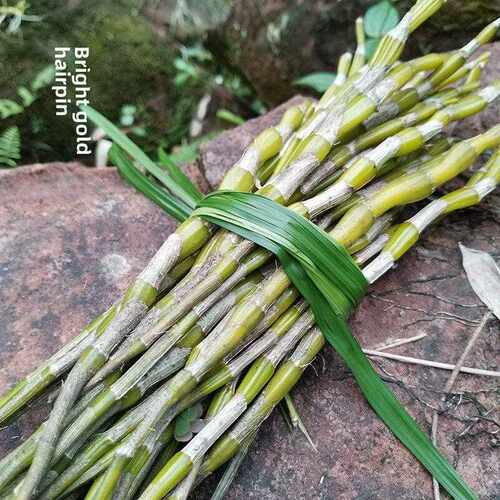 贵州赤水金钗石斛鲜条新鲜老条精选5年老条新鲜采摘食用级