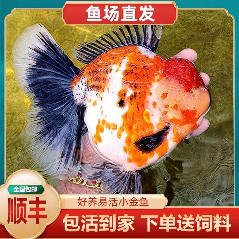 进口精品f1原种麒麟百褶宽尾泰狮鱼金鱼活体狮子头冷水淡水招财鱼