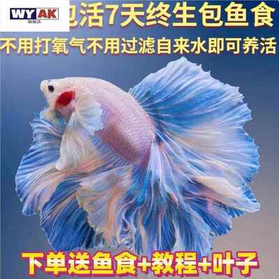 斗鱼观赏鱼大号泰国白仙子大尾巴半月公粉白超美小型热带好养耐活