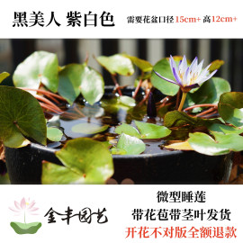 迷你微型睡莲黑美人带花苞，水生花卉水培植物，块根鱼缸栽培四季