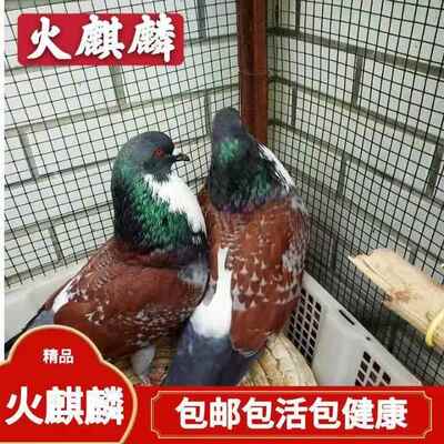 火麒麟观赏鸽 鸽子活体宠物动物活物健康发种鸽青年鸽一对包活到
