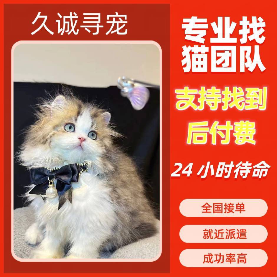 寻宠侦探猫咪找猫团队