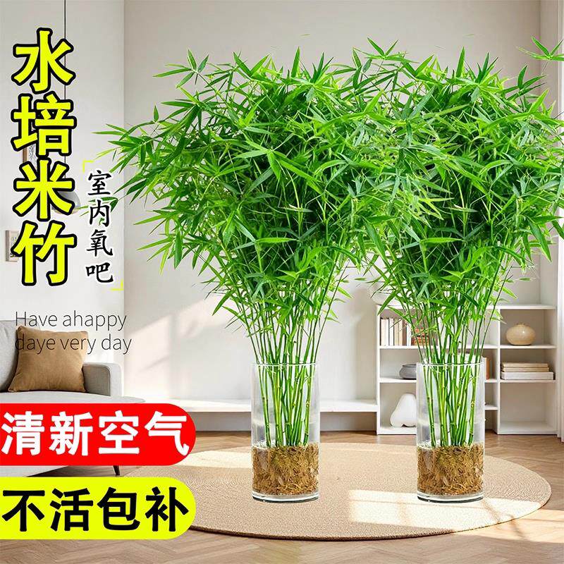 水培米竹室内花卉盆栽南天竹盆景富贵竹凤尾竹子苗四季常青绿植物