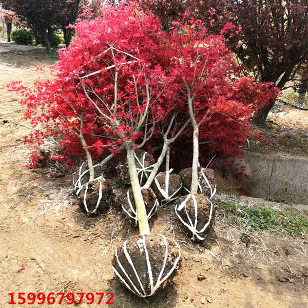 绿化苗木美国红枫树苗庭院盆栽日本红枫三季红红枫小苗红枫苗