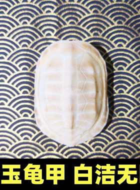 精品真文玩白玉龟甲完整六爻摇卦占甲骨文乌龟壳干净家居玄关摆件