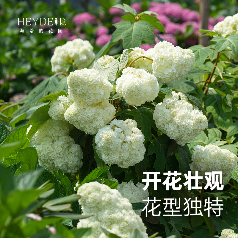 海蒂的花园绣球花苗和声雪花栎叶绣球花庭院露台耐寒植物花卉盆栽