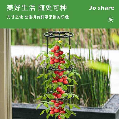 枝晓种植番茄爬藤架植物攀爬架户外花园铁线莲攀爬支撑架跨境