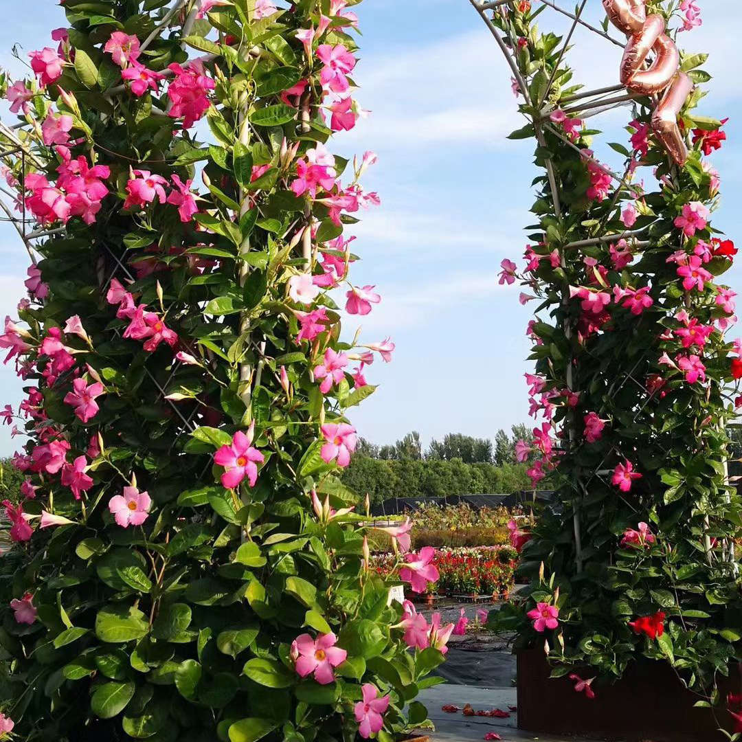 万里飘香藤花红色粉色攀爬爬藤植物庭院大叶飘香藤盆栽四季带花苞