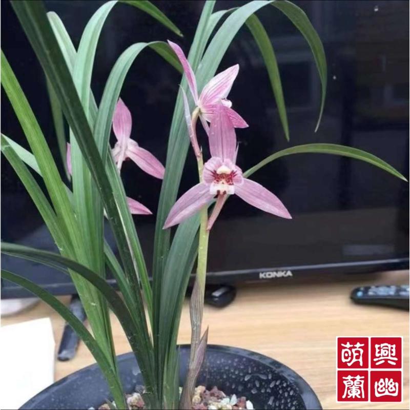 【萌興蘭幽合作社】四川名品蘭花苗盆栽春劍新津胭脂濃香室內綠植