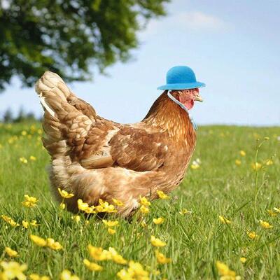1Pc Chicken Helmet Small Pet Hard Hat Bird Quail Pigeon Hat