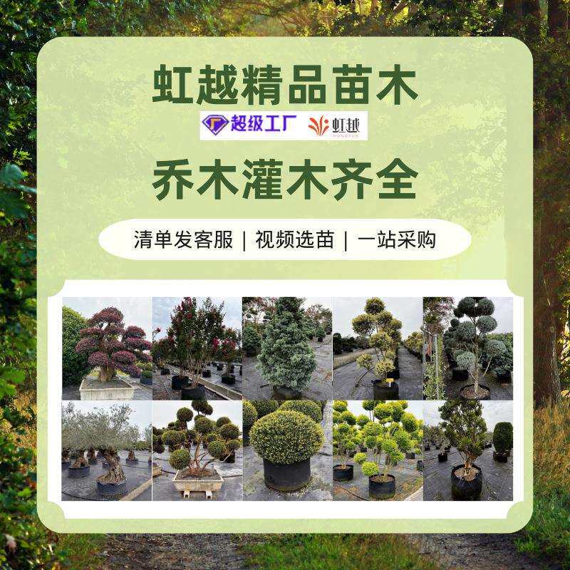 小叶女贞造型树庭院别墅绿化工程苗种植观赏四季长青高杆小叶女贞
