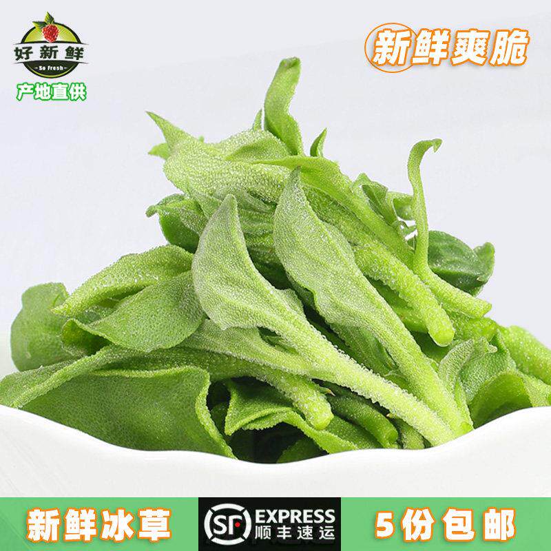 新鲜冰草非洲冰菜沙拉即食蔬菜生吃生菜西餐健身凉拌轻食顺丰速运