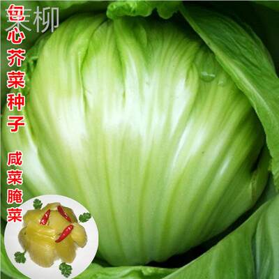 包心芥菜种籽大肉卷心芥菜种子水咸菜盖菜包四季播春秋季蔬菜种孑