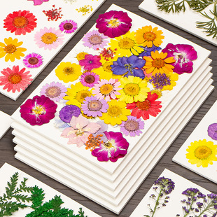 干燥板压花板吸水板植物标本制作工具吸水纸干燥剂防潮湿干花押花