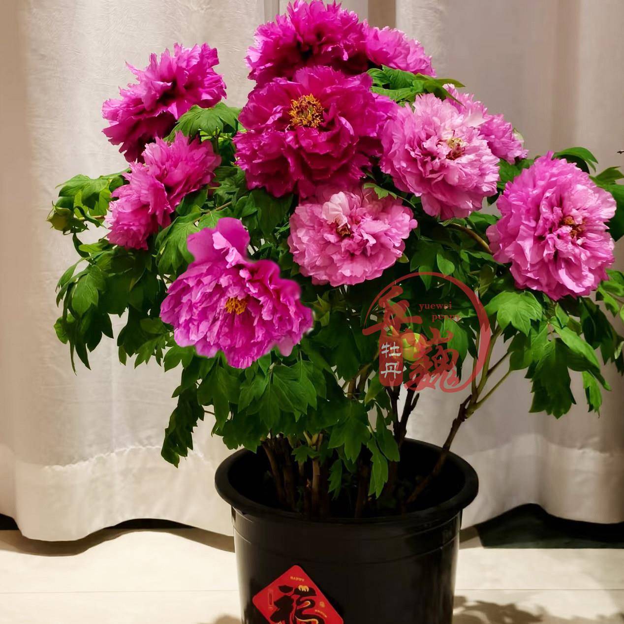 【盆栽牡丹-洛阳红】重瓣观赏牡丹花庭院种植盆栽花卉多层花