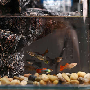 J6DA流水绿植鱼缸小型家用超白玻璃桌面斗鱼缸迷你微景观生态缸造