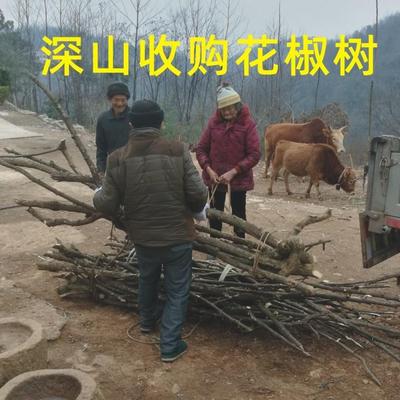 花椒木磨牙棒制作工具花椒树木料做咬牙棒6-12个月宝宝婴儿防蛀牙