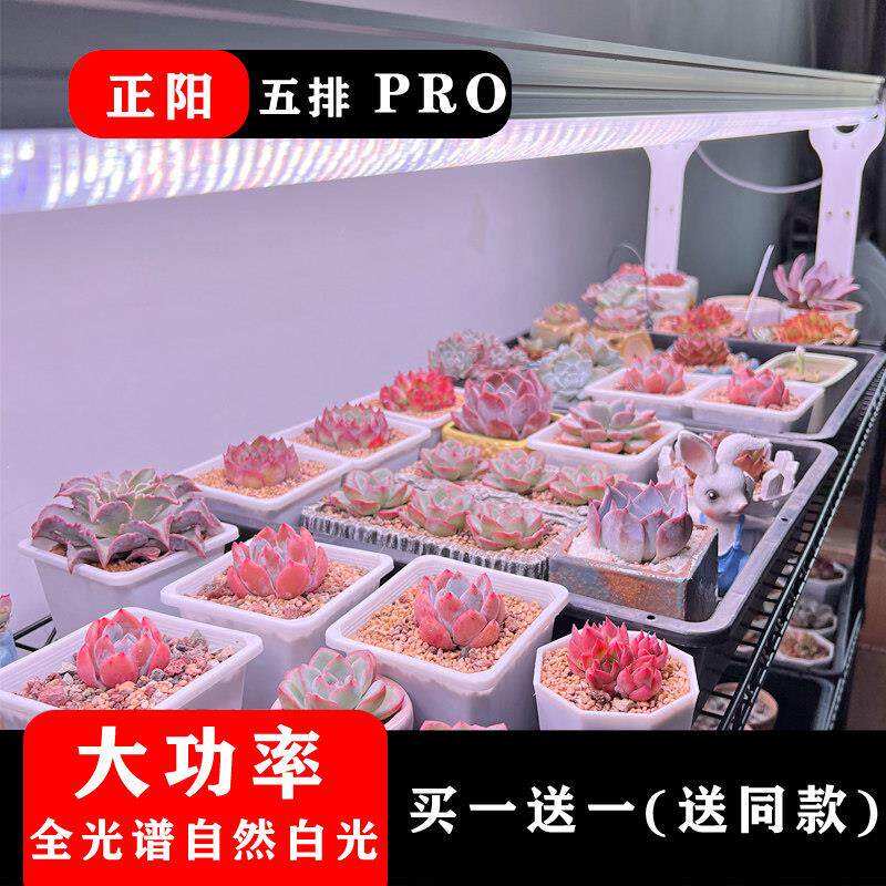 正阳多肉补光灯全光谱上色白光大功率室内育苗植物防徒彷太阳生长