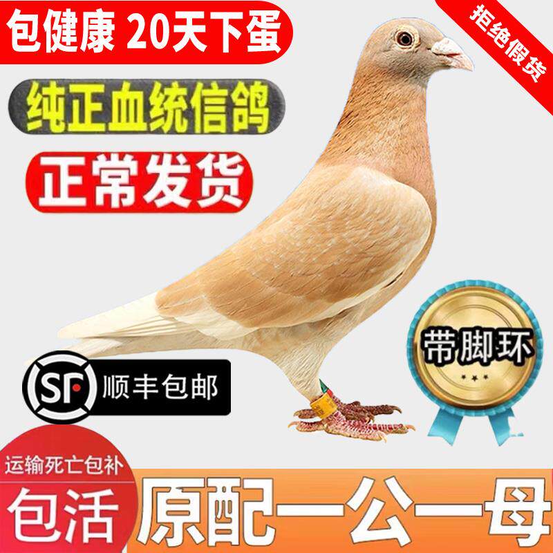 鸽子活一对信鸽种鸽赛鸽观赏鸽青年鸽幼鸽活体鸽子原配一公一母