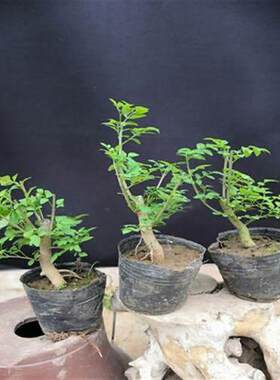 微型小品盆景对节白蜡小微型盆景苗对接白腊树桩盆景