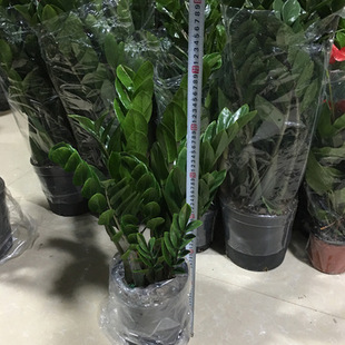 中国红福字陶瓷花盆三件套室内桌面圆形特大号简约喜庆绿萝小花盆