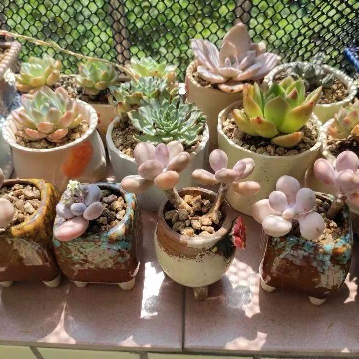 阳台防护防护黑色网格养鸡塑料网