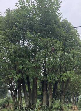 园林植物多杆移栽大香樟树 景观绿化多头香樟树 基地丛生香樟