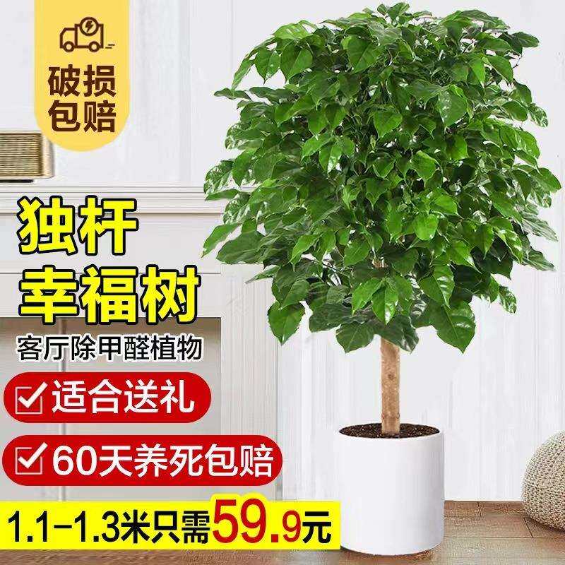 幸福树客厅盆栽大办公室内吸甲醛阳台绿植旺宅植物易活平安树绿萝