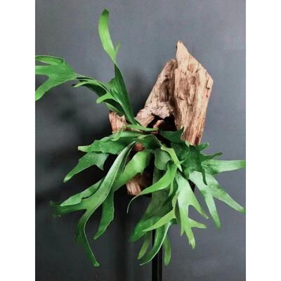 鹿角蕨二岐鹿角蕨挂板壁挂趣味造景植物室内客厅办公室绿植好养