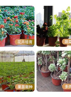 双色双色育苗育苗红色绿植花瓶