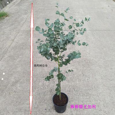 棒棒糖尤加利苗盆栽植物蓝桉北欧蓝宝贝庭院银水滴桉心叶观叶芳香