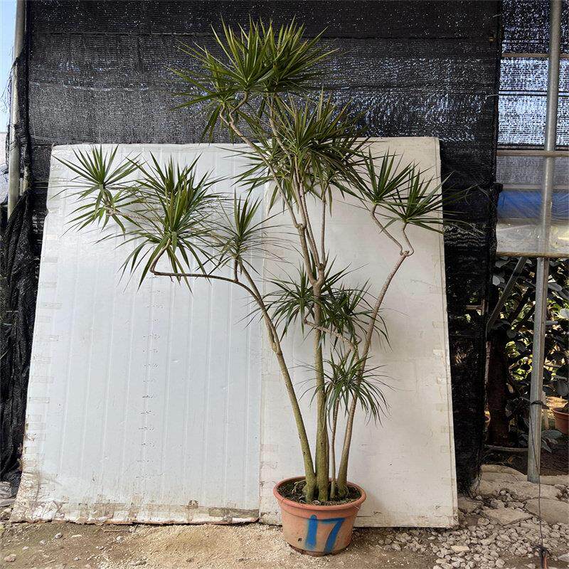 七彩铁盆栽千年木植物 马尾铁室内大型盆栽 北欧绿植 老桩包邮