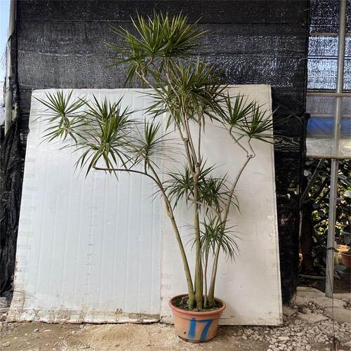 七彩铁盆栽千年木植物 马尾铁室内大型盆栽 北欧绿植 老桩包邮