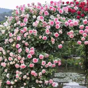 大花浓香四季 爬藤蔷薇花苗粉色龙沙宝石藤本月季 庭院爬墙植物粉龙