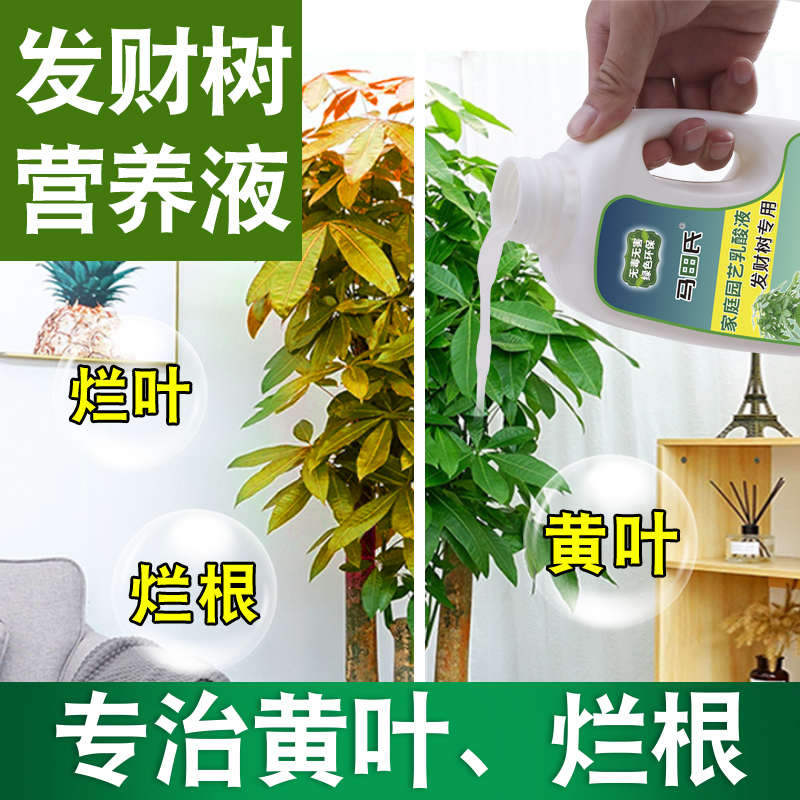 发财树金钱树玉树桂花招财橡皮肥料营养液叶子黄专用幸福花肥庭院