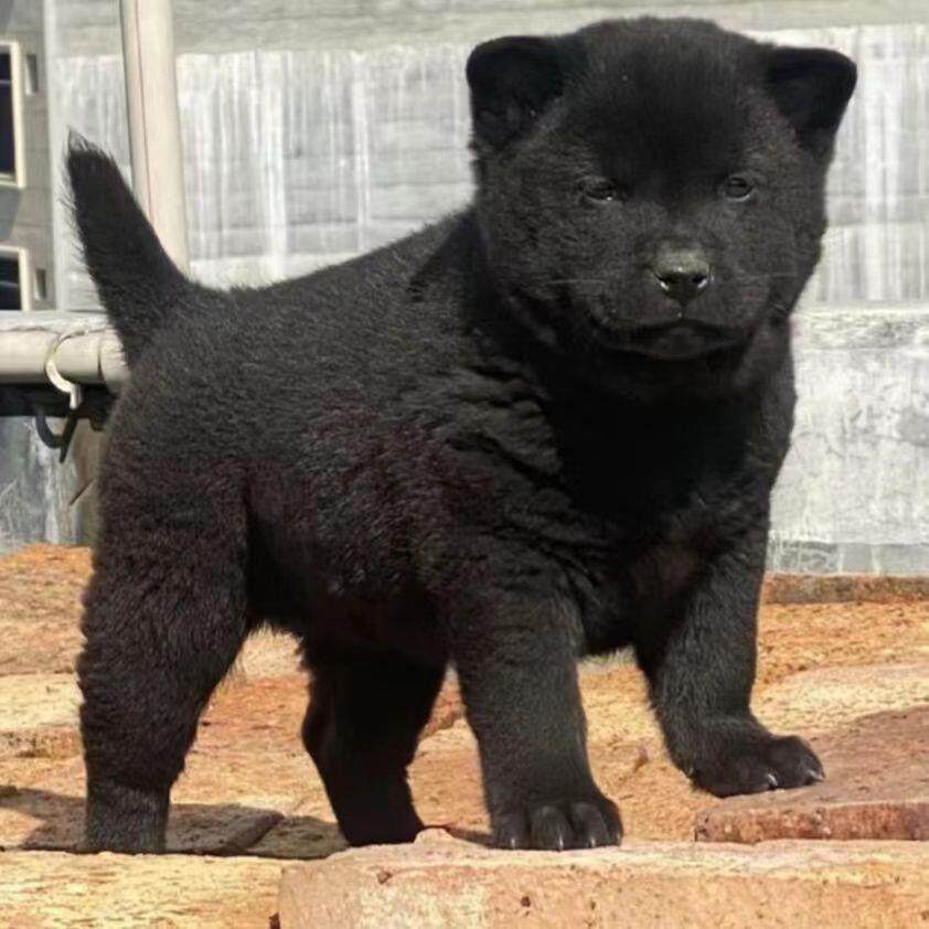 五黑犬幼犬广西土猎犬幼崽中华田园犬幼犬五黑犬狗狗看家护院短毛