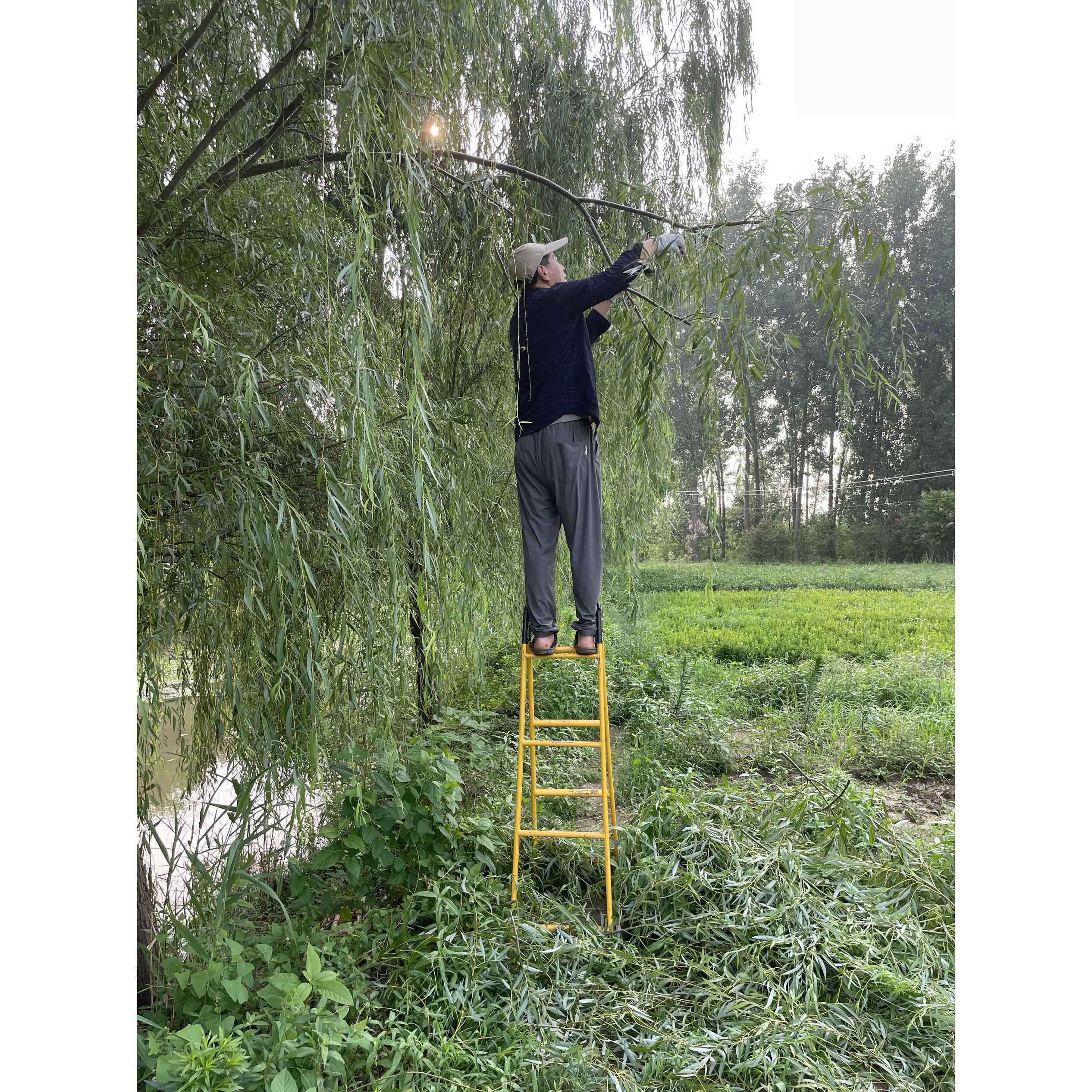 现砍柳树棍柳树枝条搬家镇宅压惊留住财富拍摄道具幼儿园手工