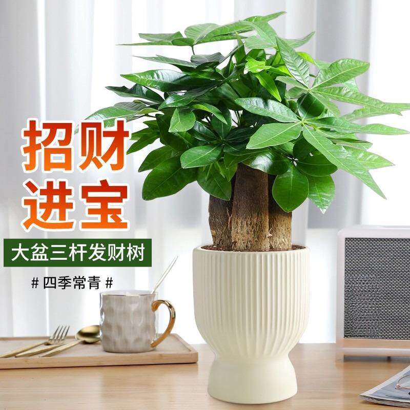 三杆发财树盆栽好养易活室内植物办公室招财树客厅绿植小盆景花卉