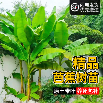 芭蕉树苗香蕉树盆栽绿植耐寒庭院大型室外北方好养别墅大叶植物