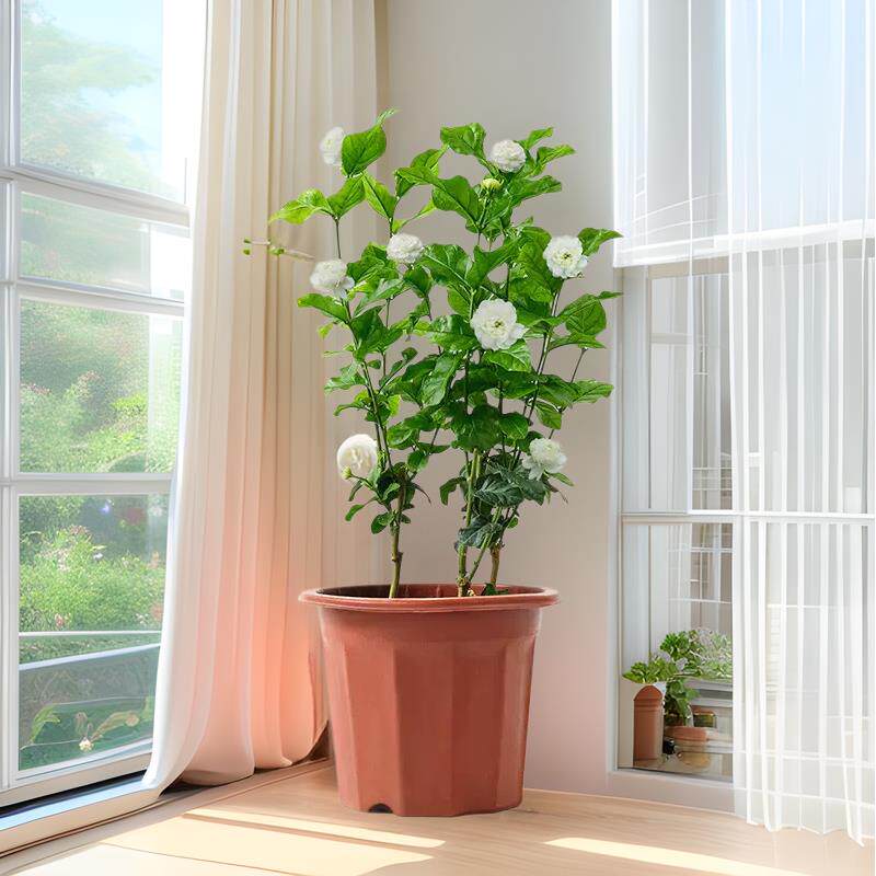 虎头茉莉大花浓香茉莉花盆栽室内花卉植物净化空气带花苞发货