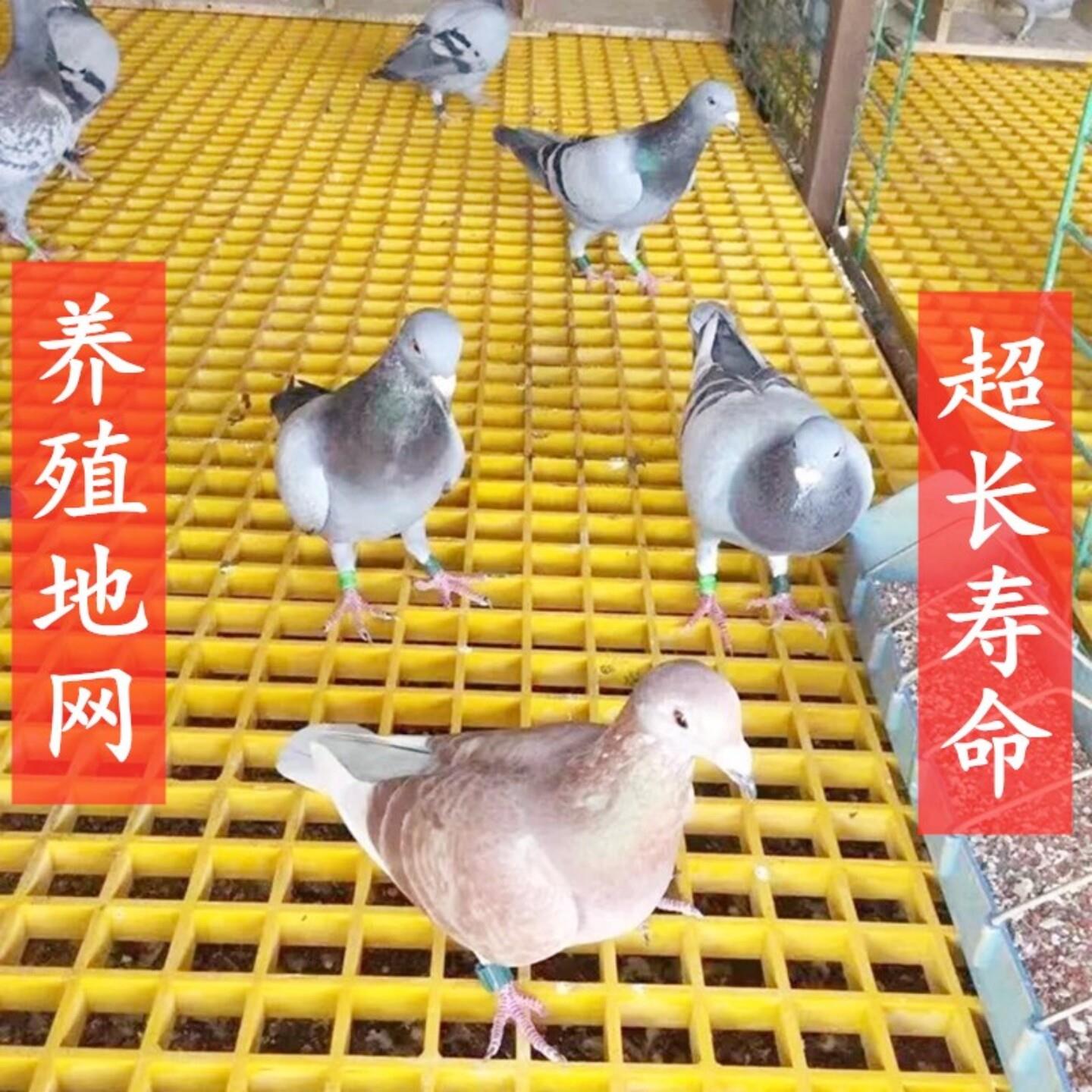 玻璃钢格栅鸽舍地网鸽子专用养殖底网赛鸽棚鸽笼漏粪公棚底板