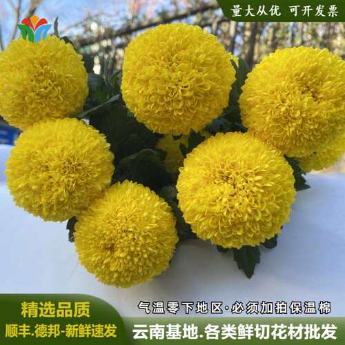 乒乓菊鲜花云南基地直发水养插花花束活动布置花艺花材菊花