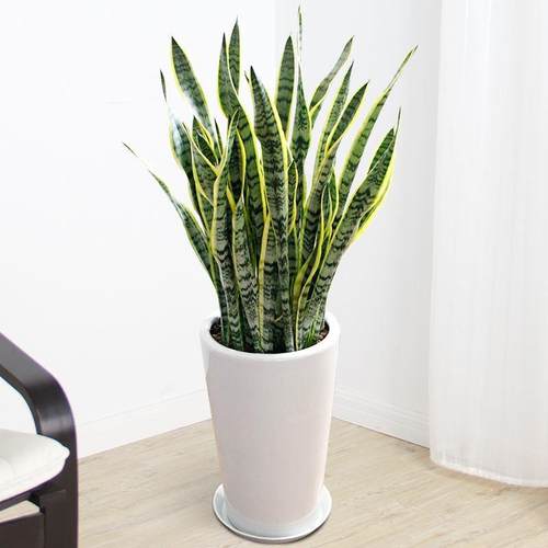 水培室内植物盆栽绿萝虎皮兰办公室内四季好养水养花卉绿植小盆栽