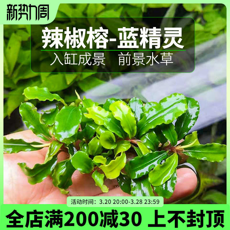 辣椒榕蓝精灵水榕水草活体懒人沉木水草鱼缸造景装饰入门淡水植物
