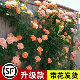 蔷薇花苗藤本月季特大花树，庭院爬藤植物，阳台花卉玫瑰盆栽四季开花